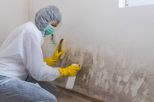 Best Commercial Mold Inspection in Lynchburg, VA