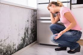 Best Mold Prevention Services in Lynchburg, VA